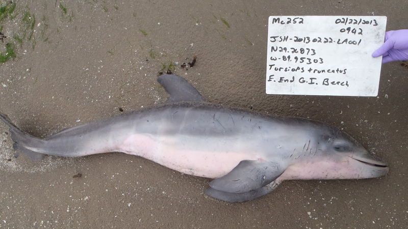 A stranded dolphin in March 2013. Young bottlenose dolphins have been dying in areas affected by the 2010 Deepwater Horizon oil spill.