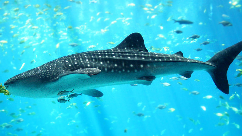 A whale shark swimming in open water.