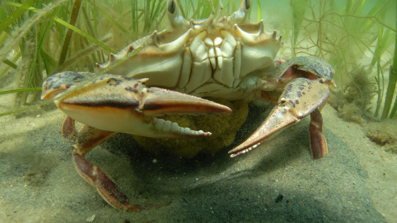Coastal wetlands not only protect coastal communities from erosion, they also provide food and shelter for a variety of species like crabs and birds.