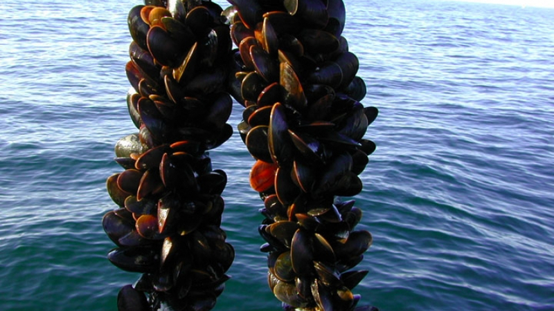 Longlines are used for mussel aquaculture. 
