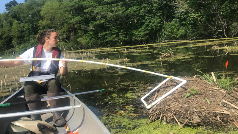 Osanna Drake, a 2018 NOAA Hollings scholar, monitors a vegetative composition of muskrat lodges at Old Woman Creek National Estuarine Research Reserve, July, 2019.