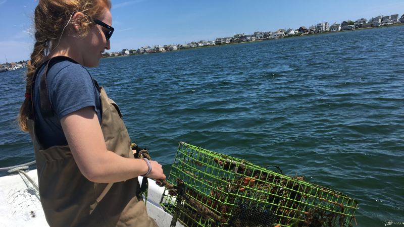 Kayla Rexroth, a 2018 NOAA Hollings scholar, pulls a crab trap out of the Webhannet River Estuary in Southern Maine to collect green crabs for her green crab eDNA study conducted in summer 2019.