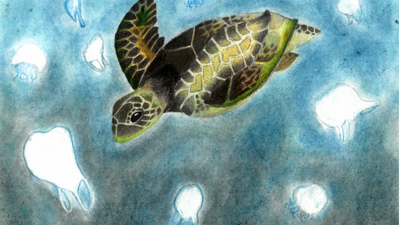Sea turtle artwork by Sophie W., grade 8, Michigan.