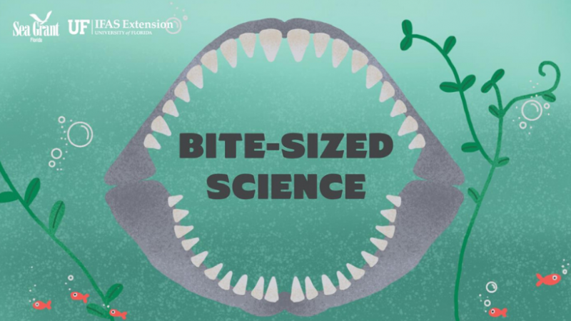 Florida Sea Grant is featuring 30-minute “Bite-sized Science” webinars that will kick off the week of Earth Day 2020. This effort is in response to COVID-19.