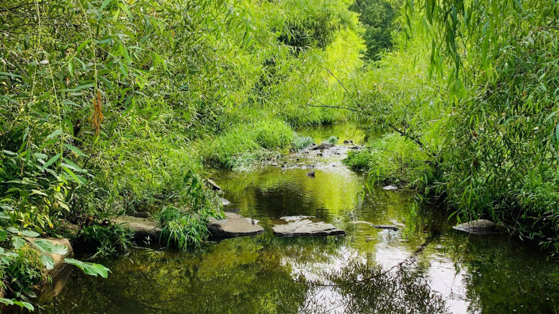 The water looks enticing, but these suburban streams can pose a risk to public and aquatic health due to pollutants from stormwater and fertilizer runoff. Part of a watershed, the water in these tributaries end up in the Atlantic Ocean.