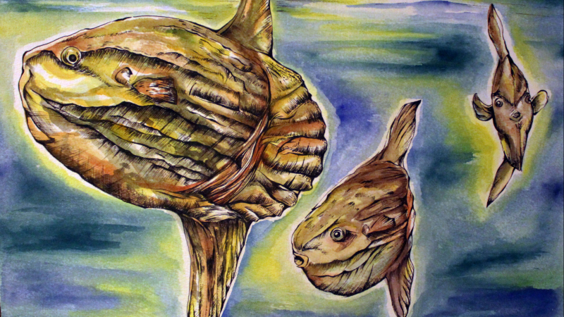 A drawing of three ocean sunfish (Mola mola) on a watery background.