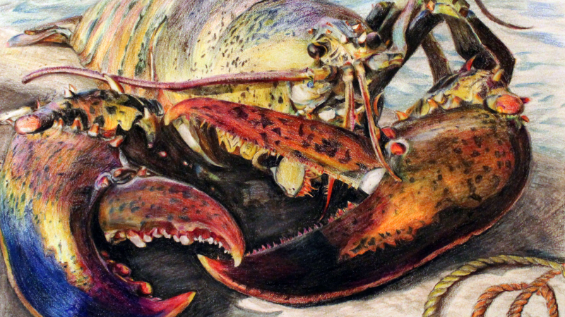 “American Lobster” by Hantong L., Grade 8, is a winner of the Marine Art Contest 2019. Winning art is posted on the Stellwagen Bank National Marine Sanctuary website.