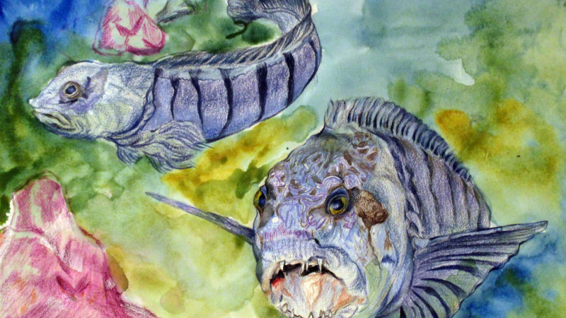 “Atlantic Wolffish” by Dylan Y., Grade 4, is a winner of the Marine Art Contest 2019. Winning art is posted on the Stellwagen Bank National Marine Sanctuary website.