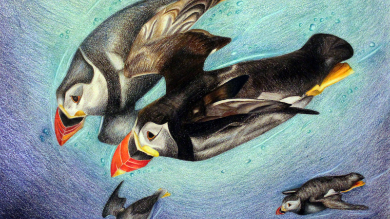 “Atlantic Puffins” by Jennifer L., Grade 8, is a winner of the Marine Art Contest 2019. Winning art is posted on the Stellwagen Bank National Marine Sanctuary website.