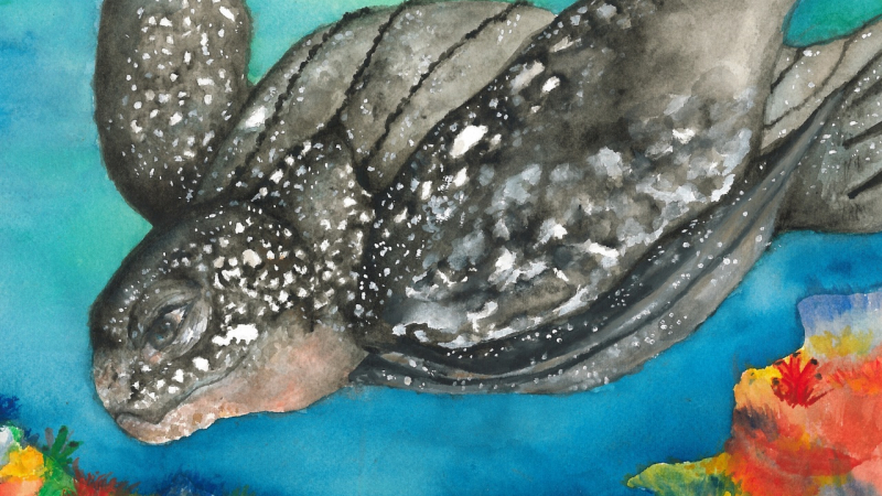 Mackenzie C., Grade 7, is a winner of the 2019 Marine Endangered Species Art Contest. Winning artwork goes on display in the Greater Atlantic Regional Fisheries Office in Gloucester, Massachusetts, and is featured in a calendar.