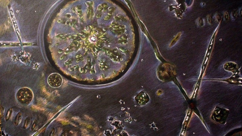 “Diatoms” by Angela Z., Grade 10, is a winner of the Marine Art Contest 2019. Winning art is posted on the Stellwagen Bank National Marine Sanctuary website.
