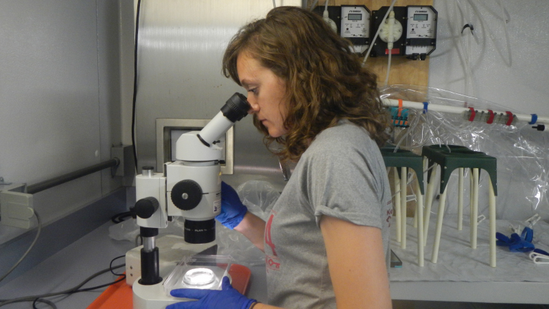 Hollings Scholarship alumna Ashley Gordon conducts fisheries research during her summer internship at the James J. Howard Marine Sciences Laboratory in Sandy Hook, New Jersey.
