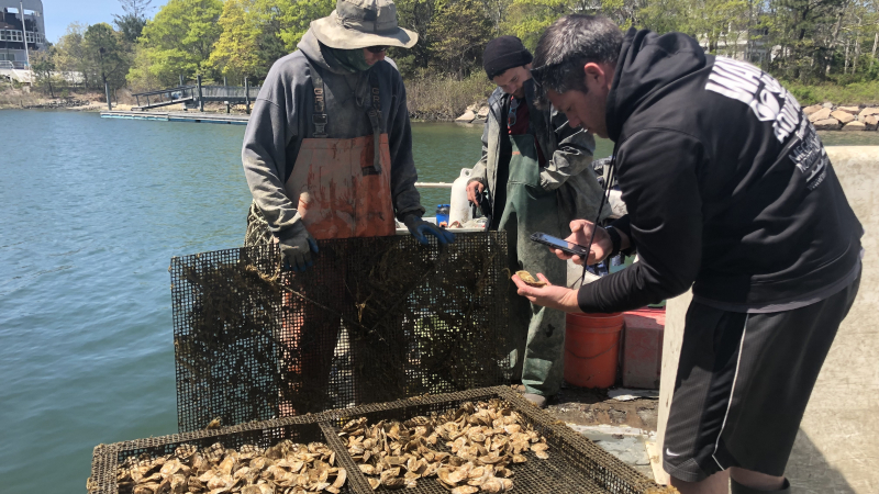 Three people standing on a dock around an open oyster cage. The person closest to the camera holds an oyster in their left hand and takes a photo with their phone in their right hand.