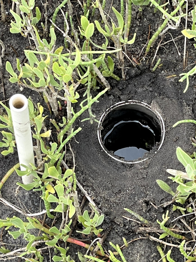 An approximately 2-inch diameter cup containing water is buried up to the rim in the marsh soil. Next to it, a narrow white PVC pipe sticks up from the ground.