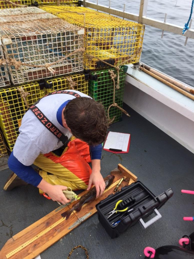 One project will improve the suitability of cusk and Atlantic cod bycatch discarded in the Gulf of Maine lobster trap fishery.