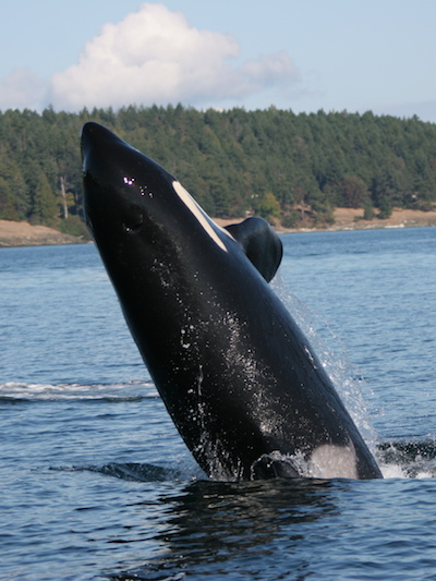 An individual orca from the Southern Resident killer whale population. 