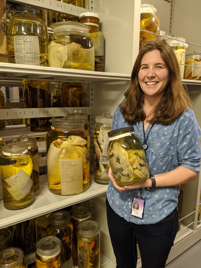 In January of 2020, Kate Bemis holds a jar of Porcupinefishes, just one of many species found in the Smithsonian collection.