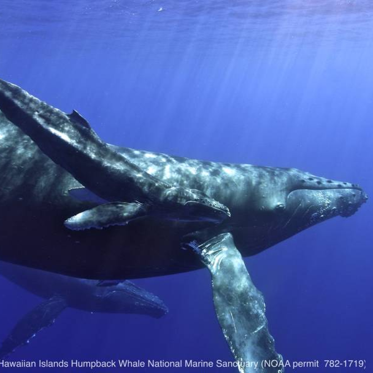 A humpback whale mother and calf in Hawaiian waters.