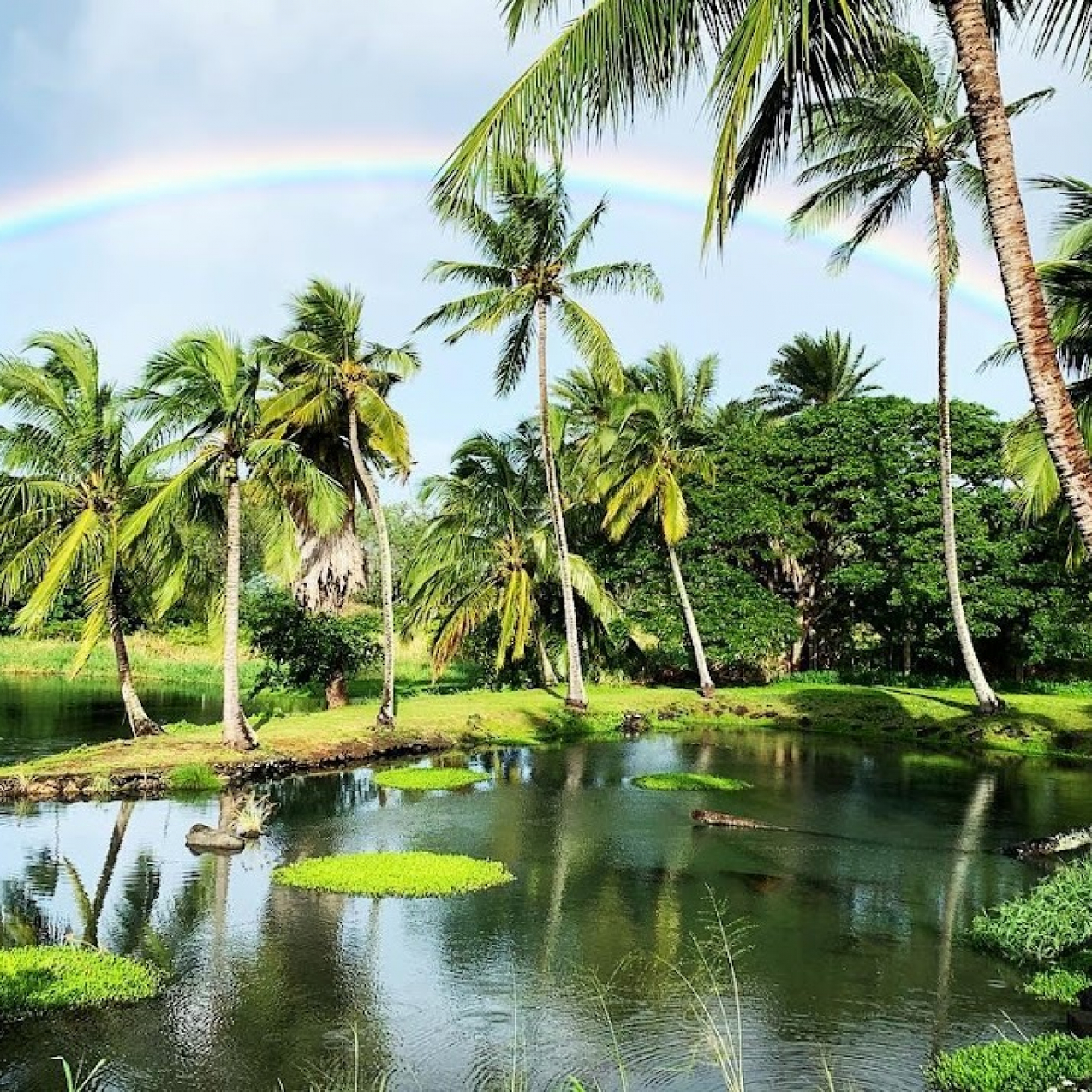 A Hawaiian fishpond surrounded by palm trees and a rainbow in the background.