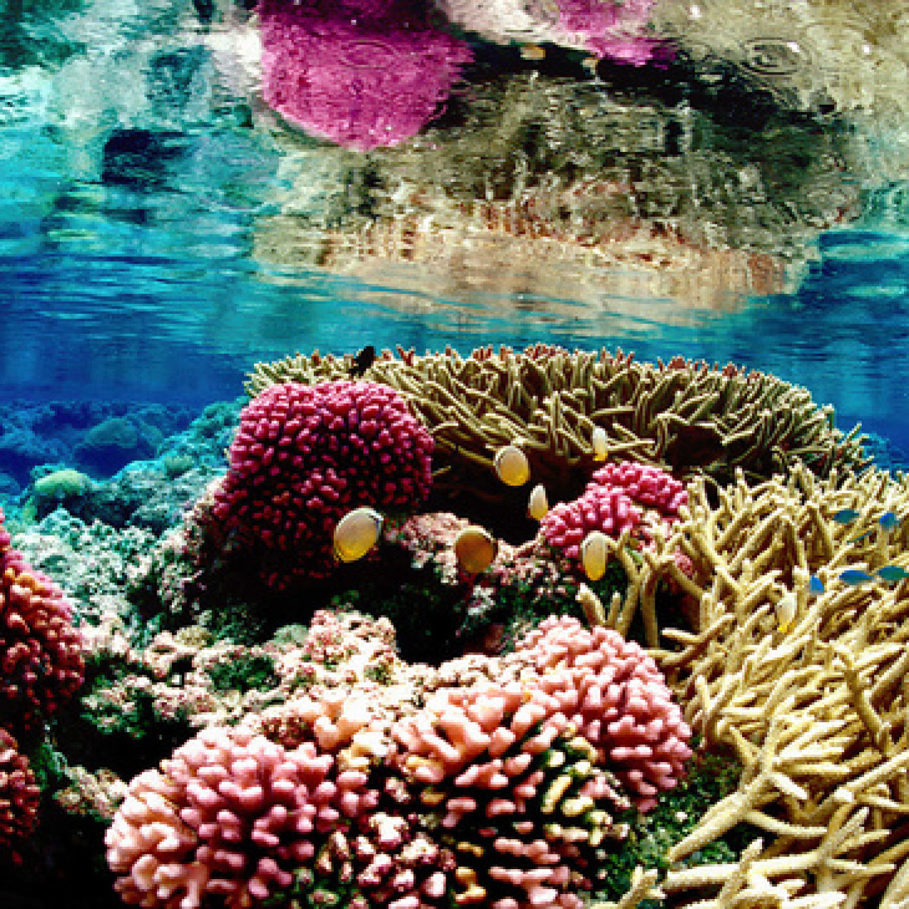Colorful corals at a coral reef ecosystem at Palmyra Atoll National Wildlife Refuge.