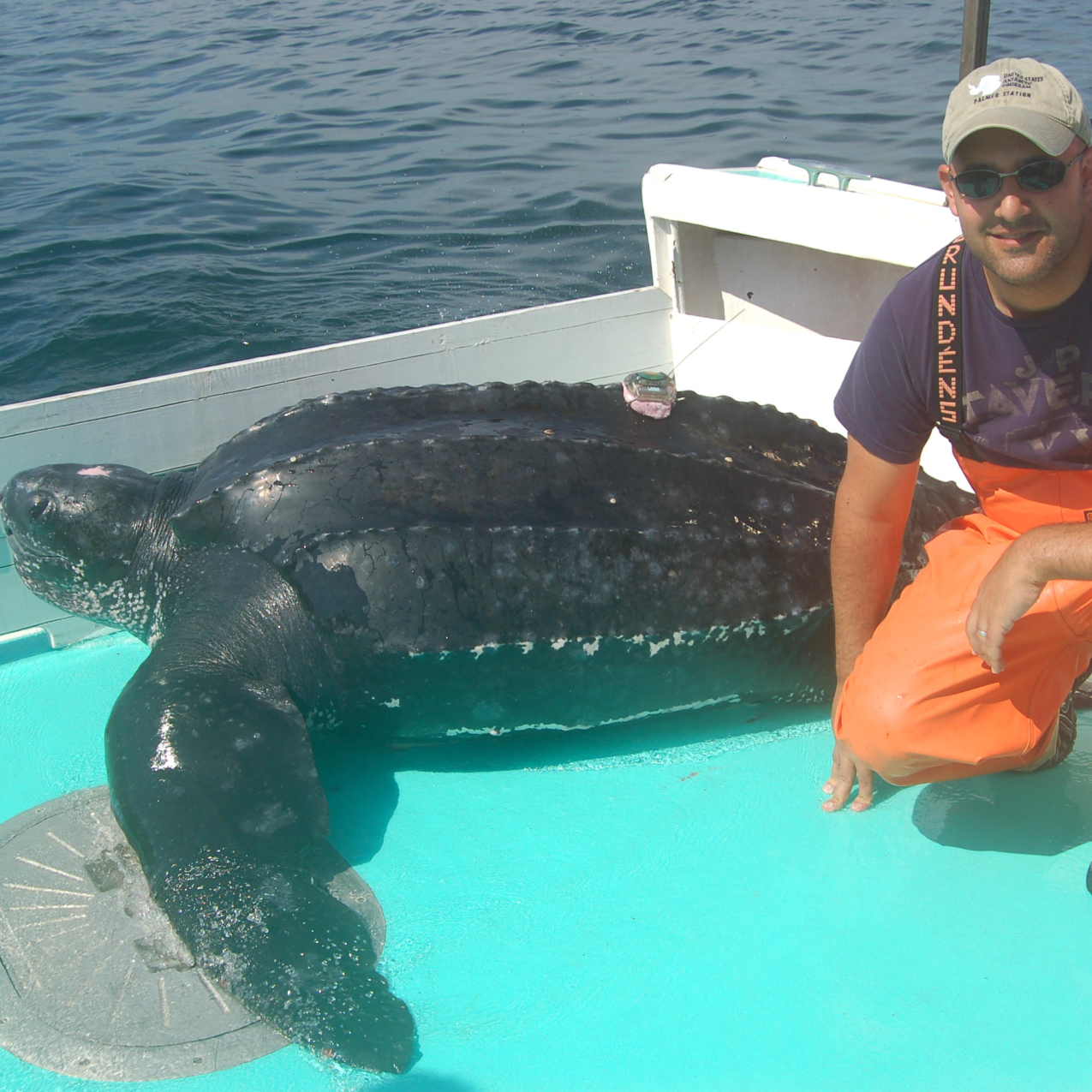 Vincent Saba kneels on a boat alongside a large leatherback sea turtle with a tracking device attached to its carapace.