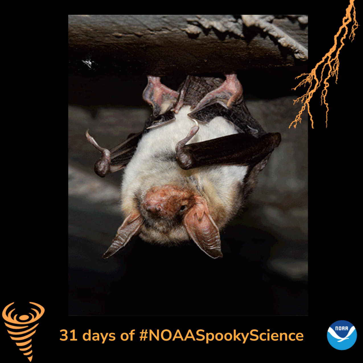 A photo of a bat hanging on a cave. Border of the photo is black with orange atmospheric graphics of a lightning bolt and a tornado. Text: 31 days of #NOAASpookyScience