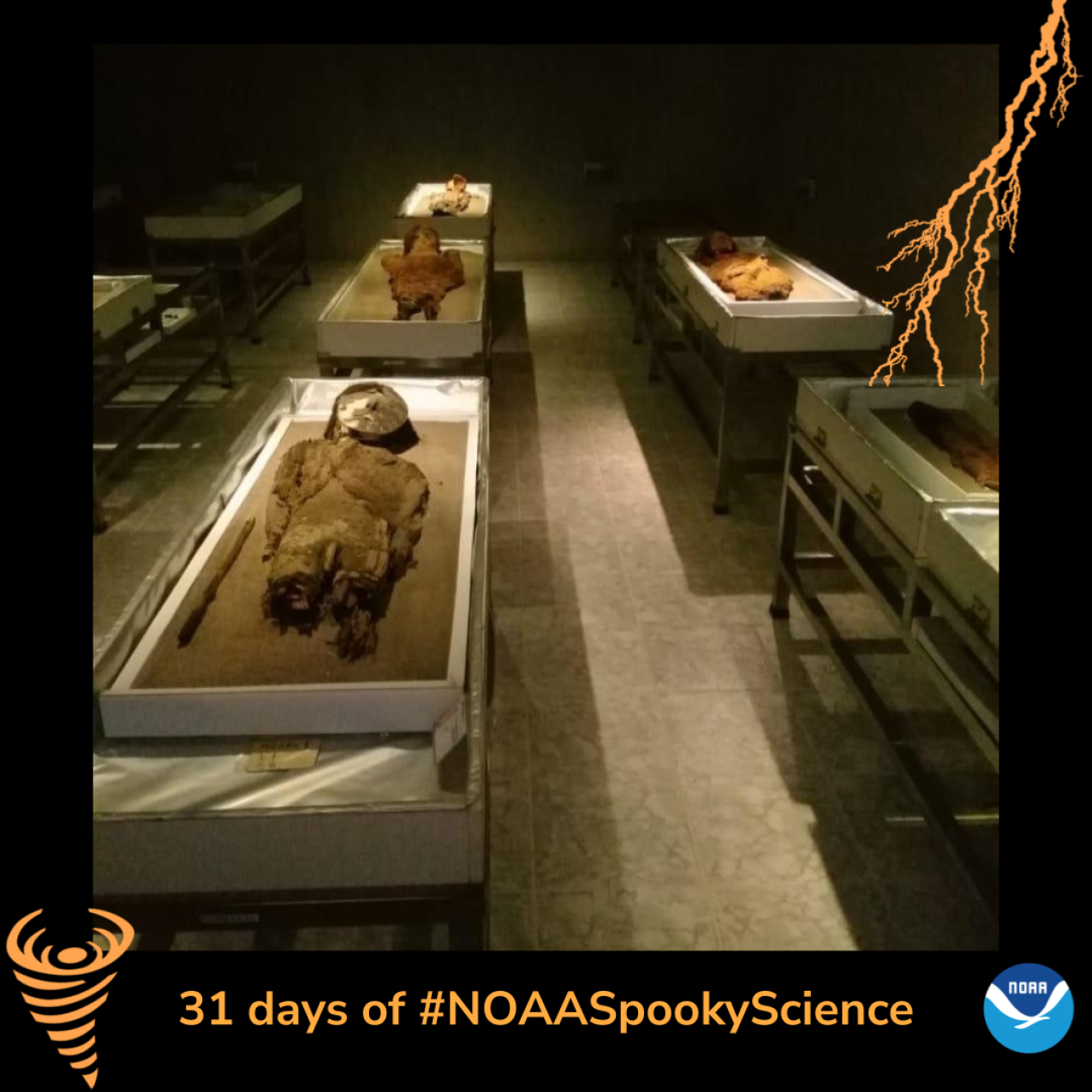A museum room with mummies displayed on tables. Border of the photo is black with orange atmospheric graphics of a lightning bolt and a tornado. Text: 31 days of #NOAASpookyScience