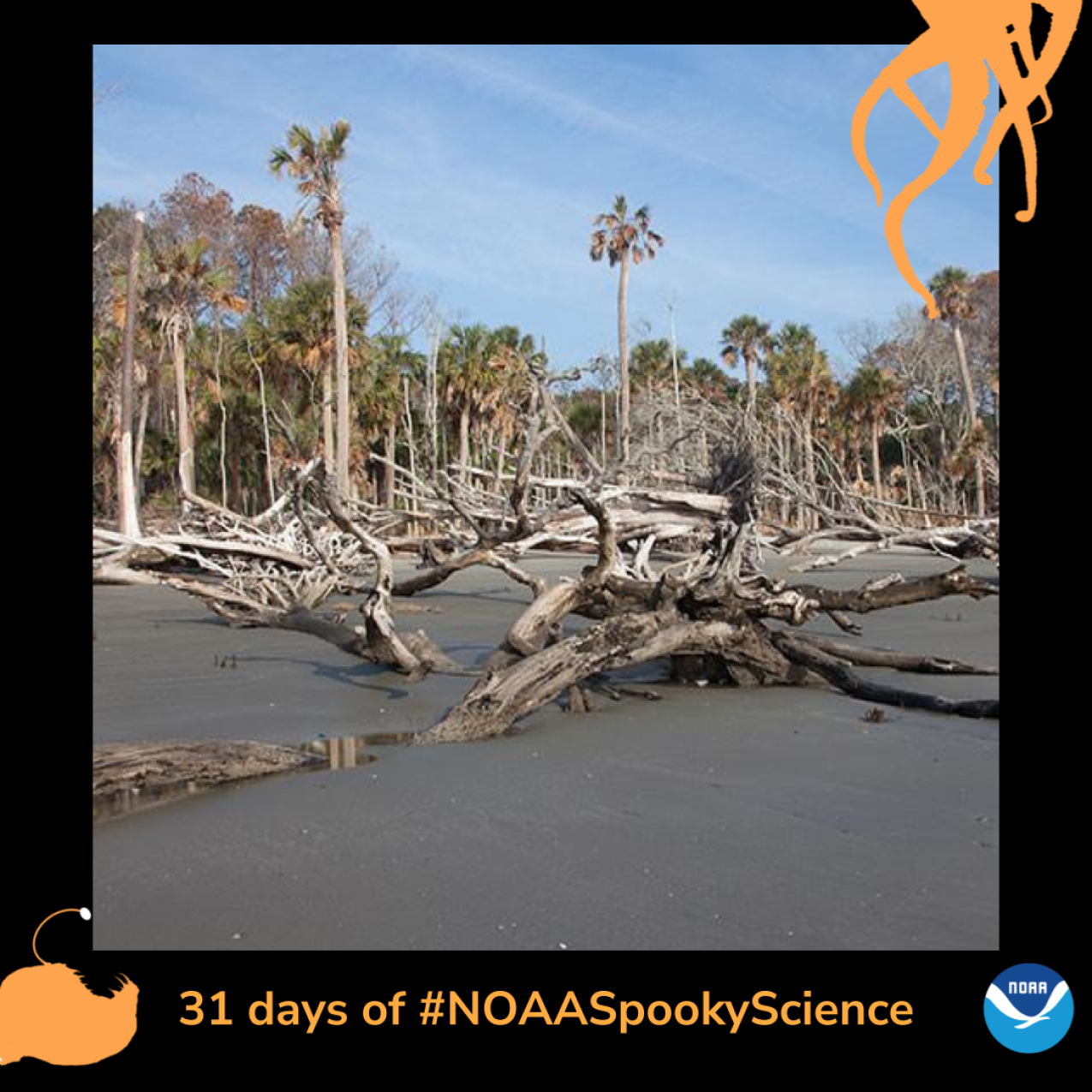 The watery remains of a once verdant woodland. Dead trees and broken limbs fill the beach. Border of the photo is black with orange sea creature graphics of octopus tentacles and an anglerfish. Text: 31 days of #NOAASpookyScience