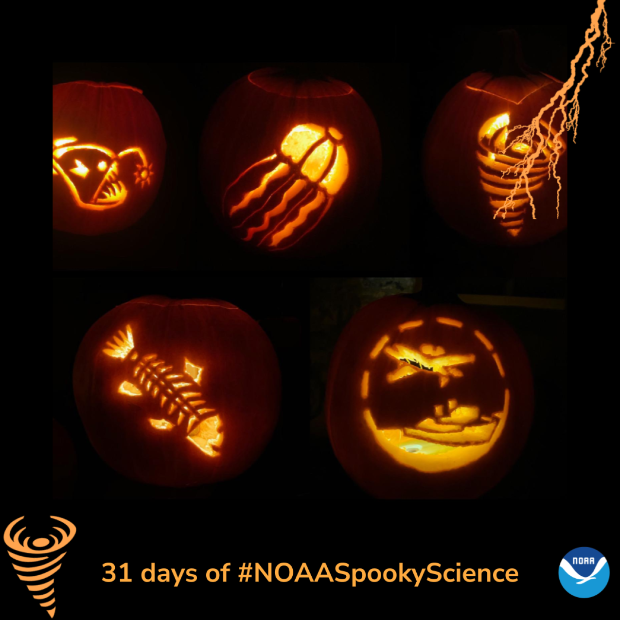 Five pumpkins carved with different NOAA-themed templates including an anglerfish, a jellyfish, a tornado, a bony fish, and a ship and plane. Border of the photo is black with orange atmospheric graphics of a lightning bolt and a tornado. Text: 31 days of #NOAASpookyScience