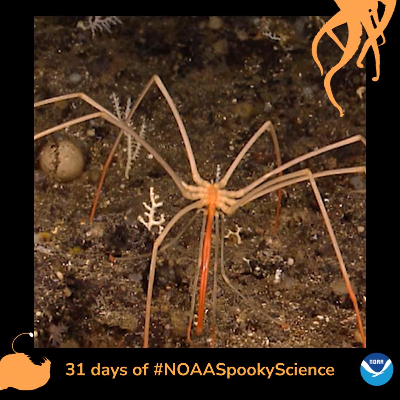 A sea spider, which has eight long legs. Border of the photo is black with orange sea creature graphics of octopus tentacles and an anglerfish. Text: 31 days of #NOAASpookyScience
