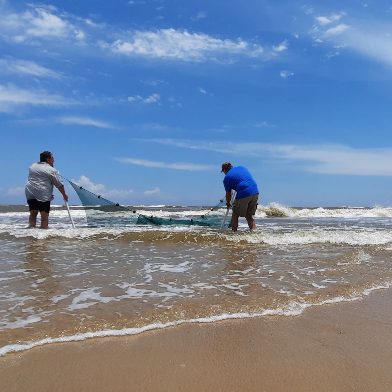 Two adults pull a seine, or large net, through the surf to collect organisms.