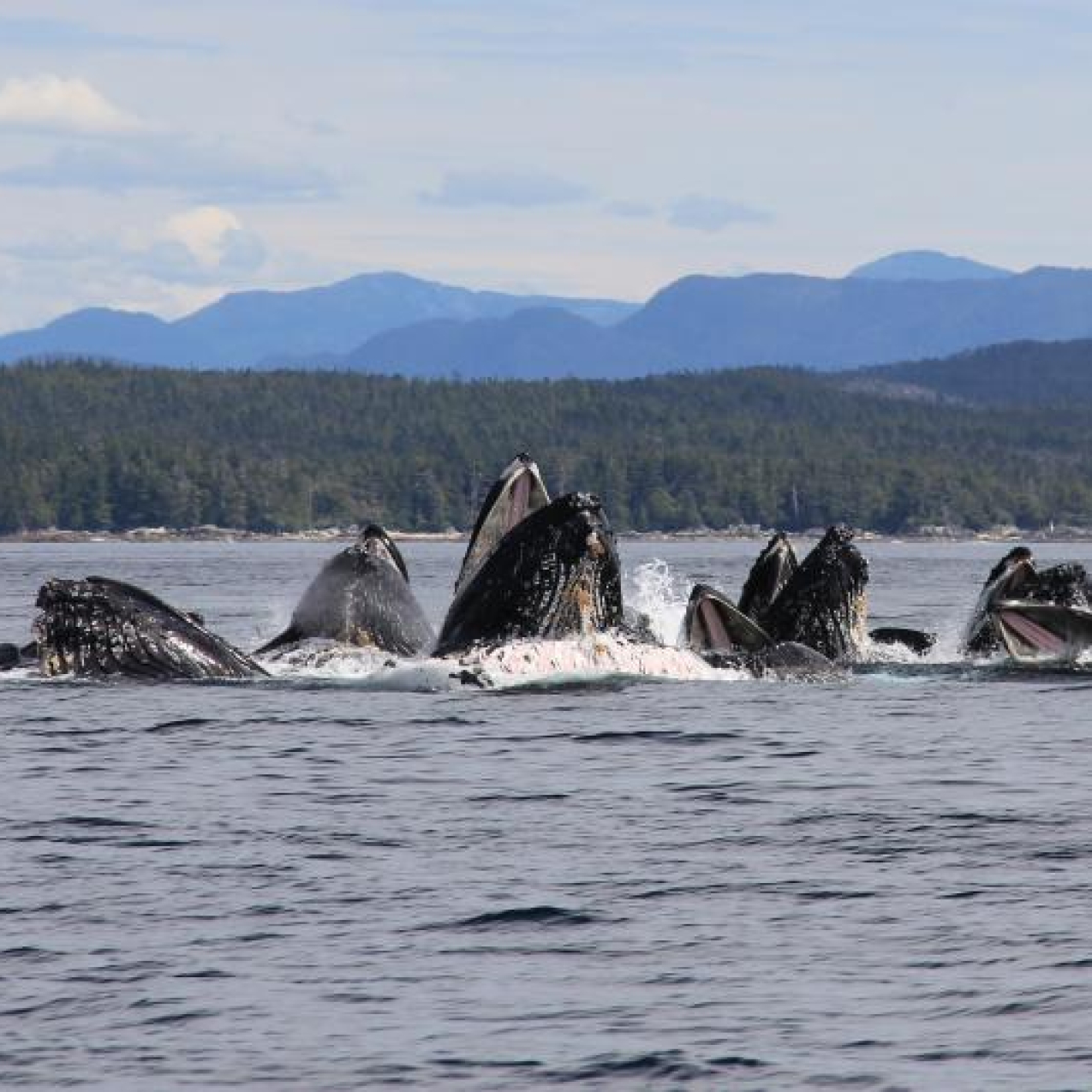 Humpback whales bursting through the surface with mouths open to catch fish to eat.