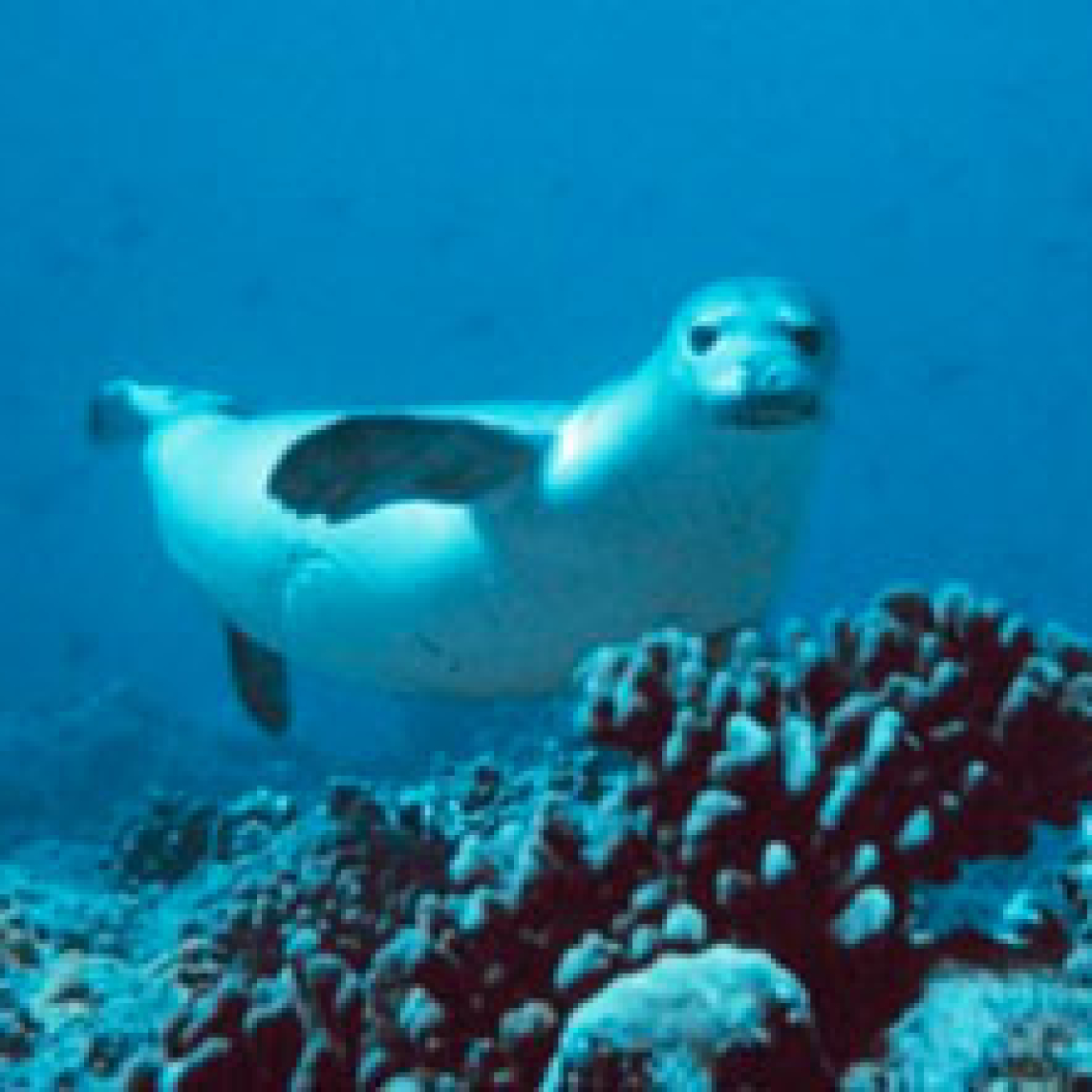 Hawaiian monk seal swimming near coral reef