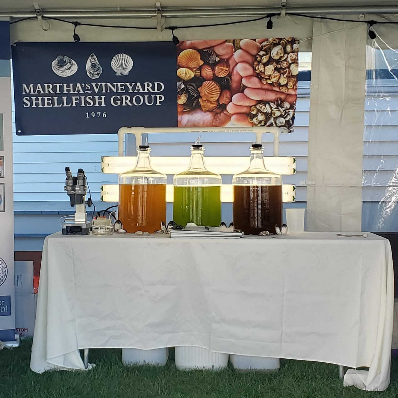 A banner in an outside event tent reads “Martha’s Vineyard Shellfish Group 1976” with a photo of scallops, mussels, and clams. Underneath the banner is a table with a microscope set up for samples from three large glass jars of liquid containing microalgae: one orange, one green, and one brown.