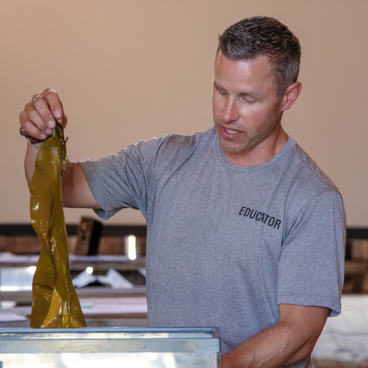 A teacher wearing a gray shirt that says “educator” lifts a large piece of brown seaweed from a tank.