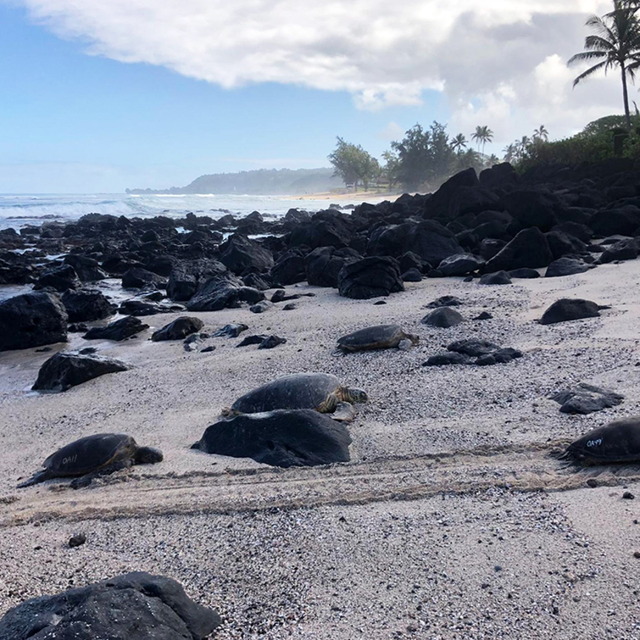 Green sea turtles rest on a Hawaiian beach. The turtles have white number markings on their carapaces.