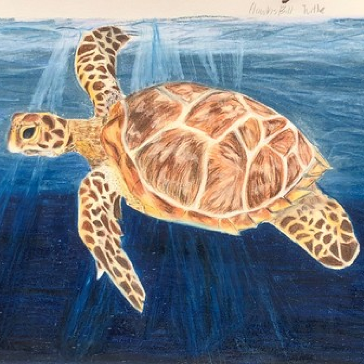 A student’s illustration of a hawksbill turtle swimming through ocean water that fades from light to dark blue with shafts of light shining through.