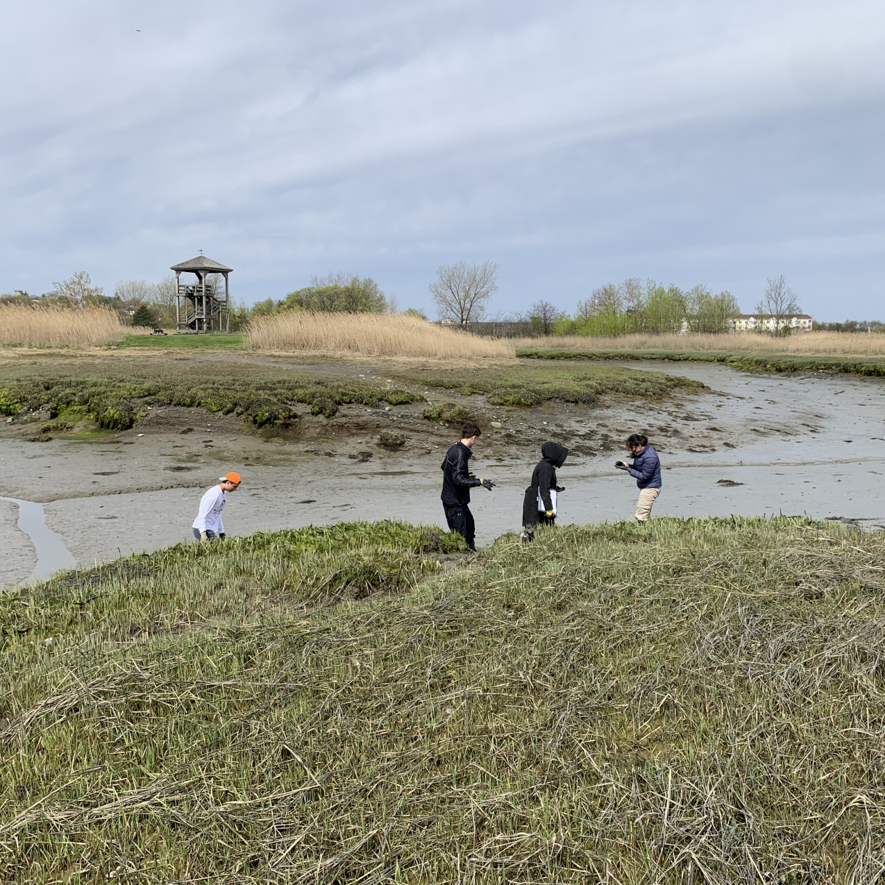 Four people are walking outside in a muddy channel in a salt marsh. In the background, there are a few buildings to the right and a wooden structure sitting on a grassy area to the left.