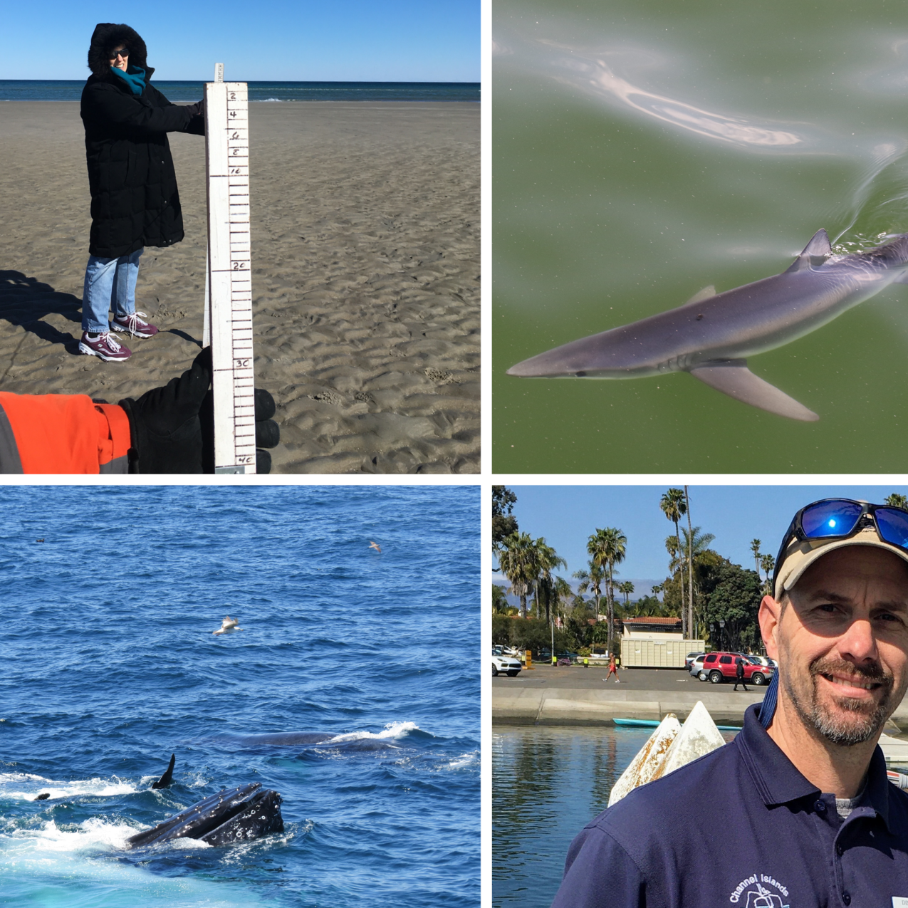 A grid of six photos. Top row, left to right: Two people stand on a beach, a shark swimming through the water, and two people sitting in front of a microscope. Bottom row, left to right: Whales surface to feed, a person smiling at the camera, and a sea bird starting its flight from the water.