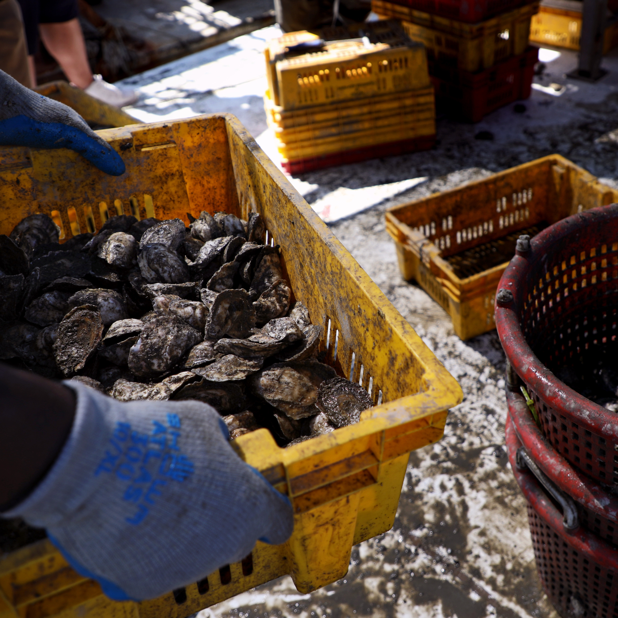 Crates of different sizes filled with oysters.
