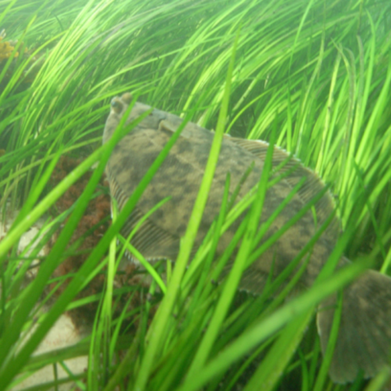Flatfish in seagrass, one type of essential fish habitat. These essential habitats include waters and substrate necessary to fish for spawning, breeding, feeding or growth to maturity. NOAA Fisheries is tasked with preventing, mitigating, or minimizing impacts that reduce quality and/or quantity of essential fish habitats. 