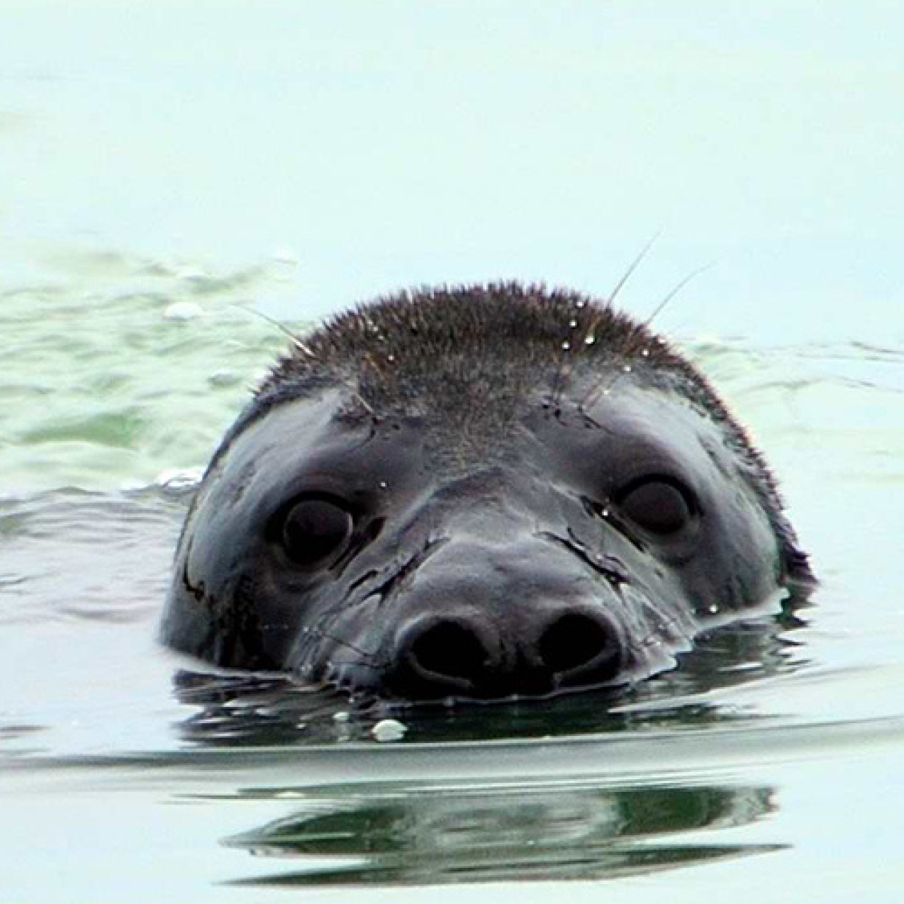 This gray seal pup was first spotted in Virginia.