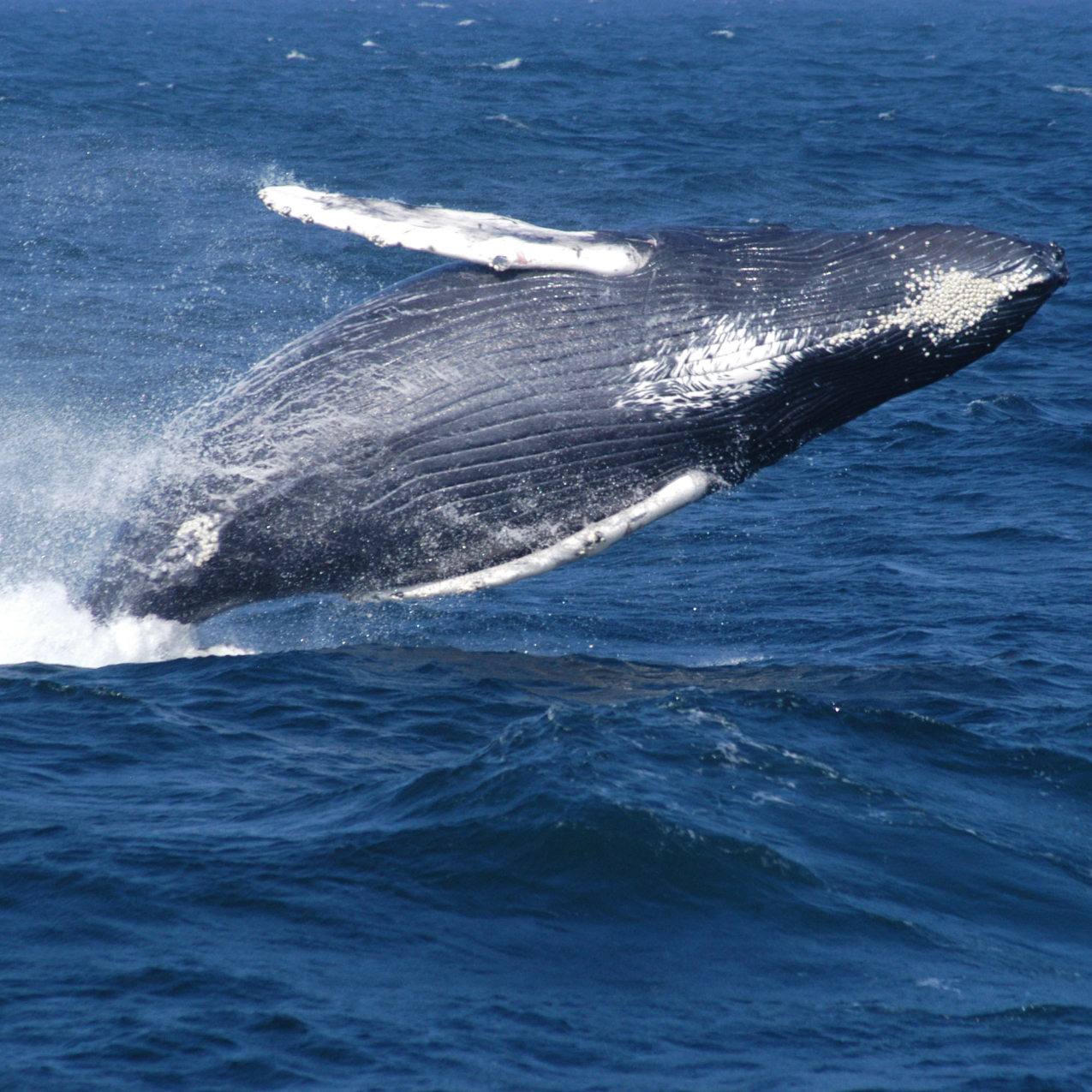 A humpback whale breaches in Stellwagen Bank National Marine Sanctuary. 