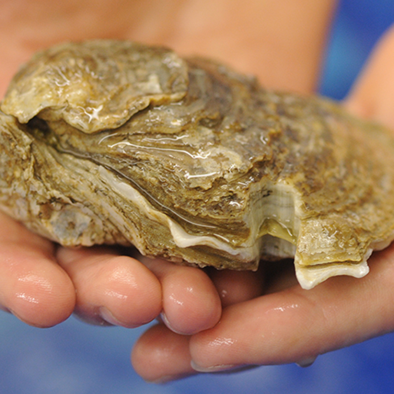 Lady's Island Oysters provides seed to local oyster growers. The final products are large, single oysters, which don't compete with the wild harvested cluster oysters in the area.