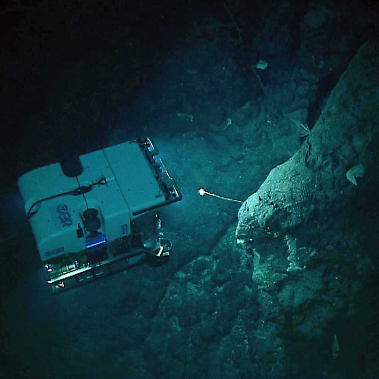 ROV Deep Discoverer (D2) images a stalked sponge. Image courtesy of the NOAA Office of Ocean Exploration and Research, 2015 Hohonu Moana. 