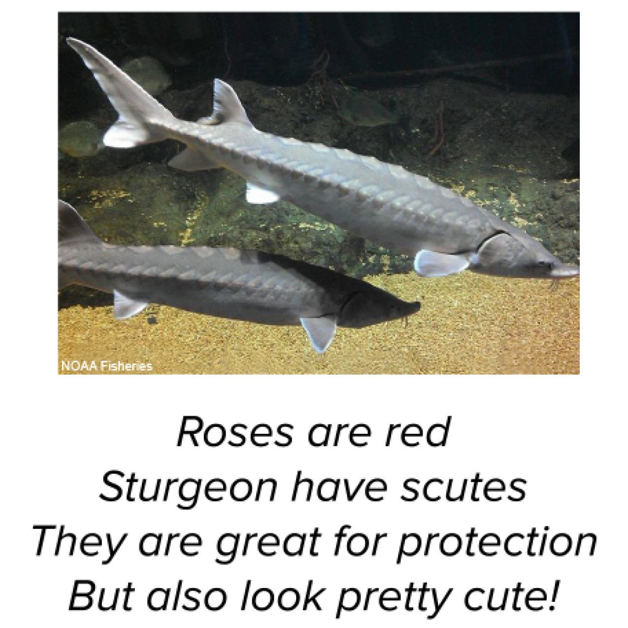 A printable two-sided valentine. The front side has a photo of two sturgeon fish and reads “Roses are red, sturgeon have scutes. They are great for protection, but also look pretty cute!” The back side reads “Atlantic sturgeon have bony scutes that are very sharp when they are juveniles to avoid predation. As they grow older and much larger (adults are nearly 14 feet long!), their scutes become more dull; by then, they have fewer aquatic predators.” Link: https://go.usa.gov/xdTGQ