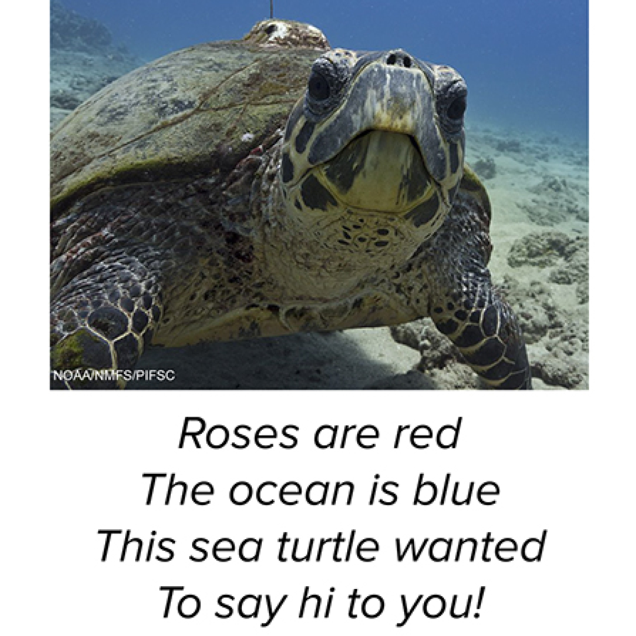 A printable two-sided valentine. The front side has a photo of a sea turtle and reads “Roses are red, the ocean is blue. This sea turtle wanted to say hi to you!” The back side reads “This hawksbill sea turtle, one of six endangered species of sea turtles in the U.S., has a GPS-linked satellite tag allowing NOAA researchers to track its movements. You can help sea turtles by properly disposing of trash, reducing plastic use, and not disturbing the beaches where they lay their eggs.”