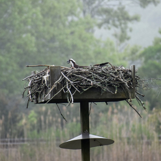 An osprey sits on the nest in Connecticut. This location is included within the proposal for the new addition to the National Estuarine Research Reserve System. Many reserves are home to migratory bird flyways, making them highly sought-out destinations for birders.