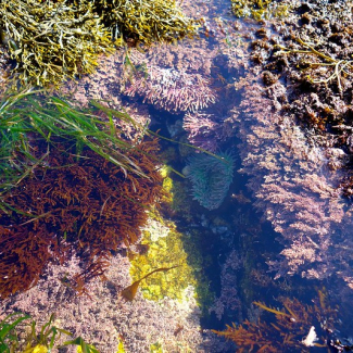 A beautiful tide pool with at least seven different types of colorful algae visible in California, south of Carmel.