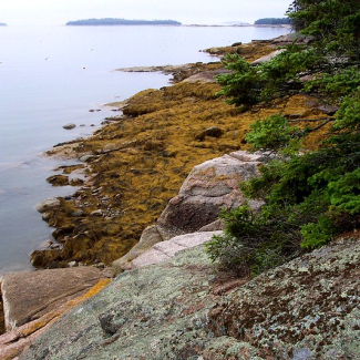 Lichen and conifer covered granite above kelp covered granitic rocks in Maine, Deer Isle, Edgar M. Tennis Preserve.
